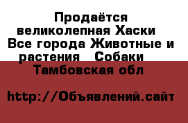 Продаётся великолепная Хаски - Все города Животные и растения » Собаки   . Тамбовская обл.